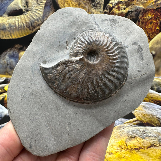 Pseudolioceras lythense ammonite fossil - Whitby, North Yorkshire, Yorkshire Fossils on the Jurassic Coast