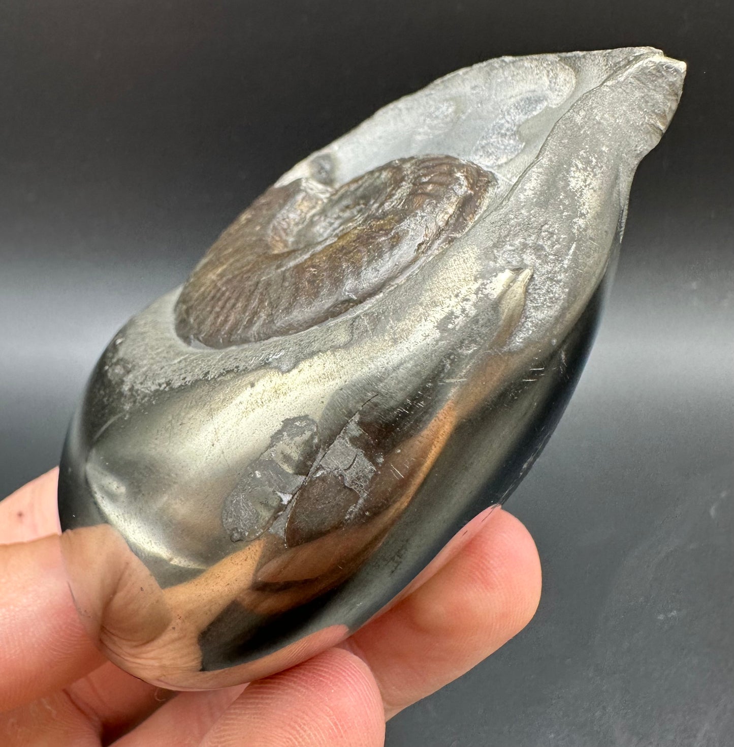 Golden Egg (GENUINE) Ammonite Fossil With Stand - Whitby, North Yorkshire Jurassic Coast Yorkshire Fossils