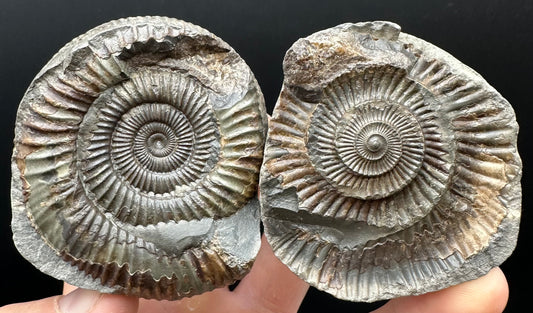 Dactylioceras Ammonite nodule (split pair) Fossil With Box And Stand - Whitby, North Yorkshire Jurassic Coast Yorkshire Fossils