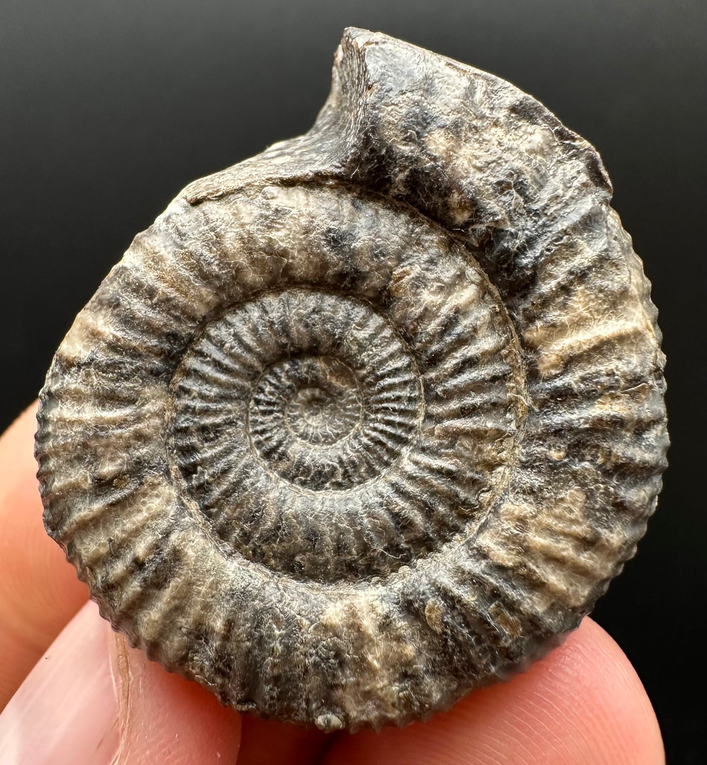 Dactylioceras Ammonite Fossil Gift Set - Whitby, North Yorkshire Jurassic Coast Yorkshire Fossils