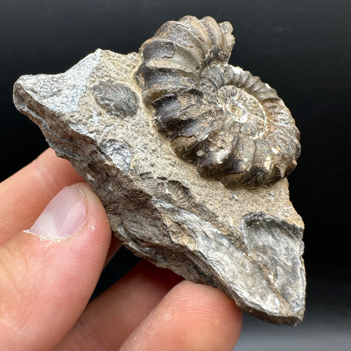 Androgynoceras capricornus Ammonite Fossil With Stand - Whitby, North Yorkshire Jurassic Coast Yorkshire Fossils