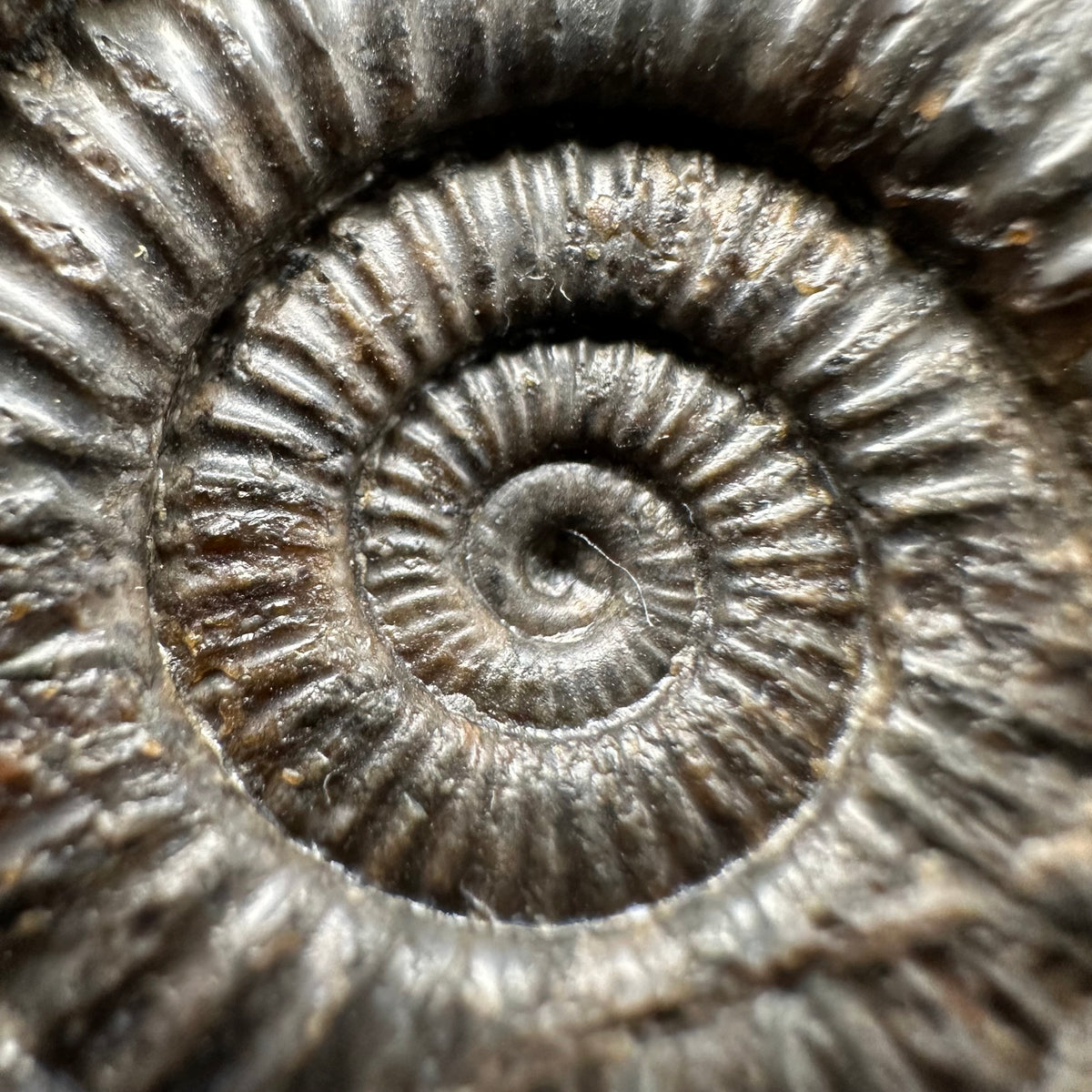 Dactylioceras Ammonite Fossil With Stand - Whitby, North Yorkshire Jurassic Coast Yorkshire Fossils