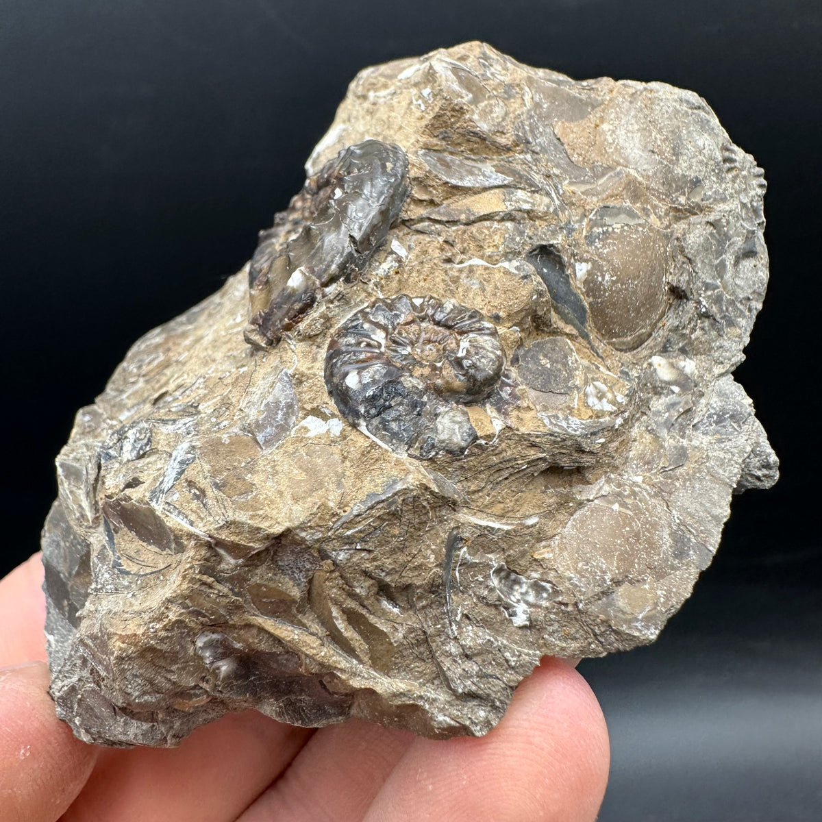 Amaltheus subnodosus Ammonite fossil with stand - Whitby, North Yorkshire Jurassic Coast Yorkshire Fossils