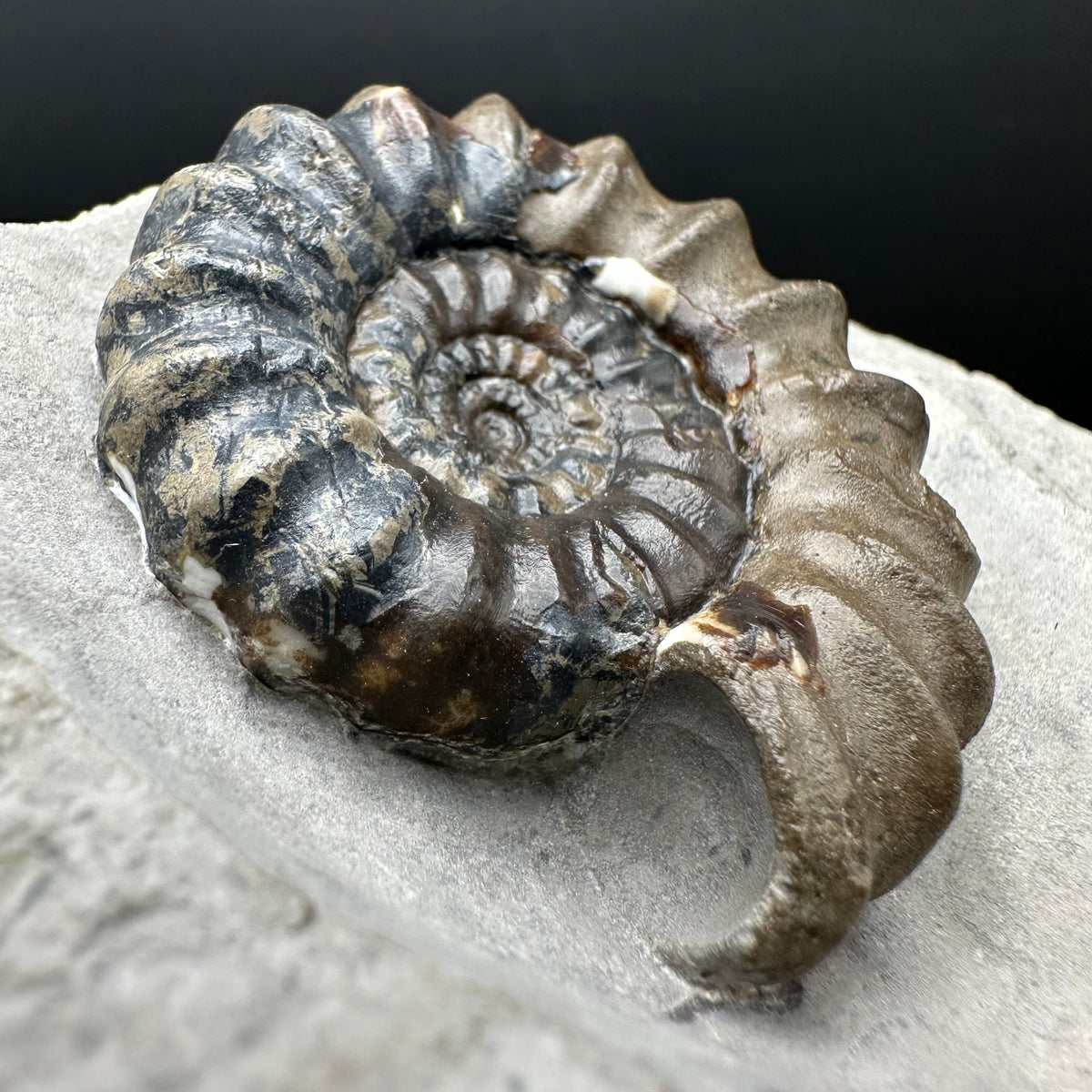 Androgynoceras maculatum ammonite fossil with box and stand - Whitby, North Yorkshire Jurassic Coast Yorkshire Fossils