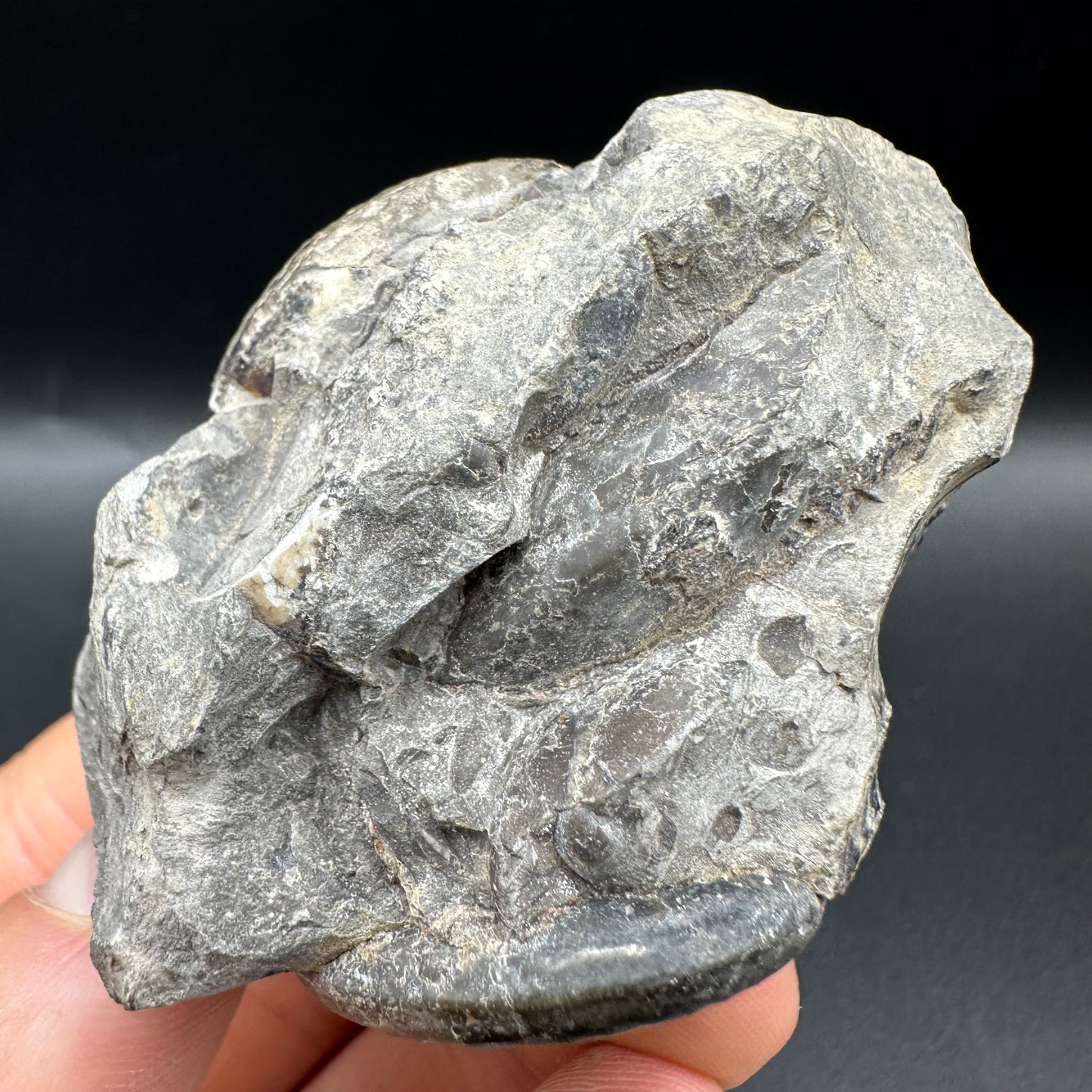 Grammoceras thoaurense Ammonite shell fossil with box and stand - Whitby, North Yorkshire, Yorkshire Fossils from the Jurassic Coast