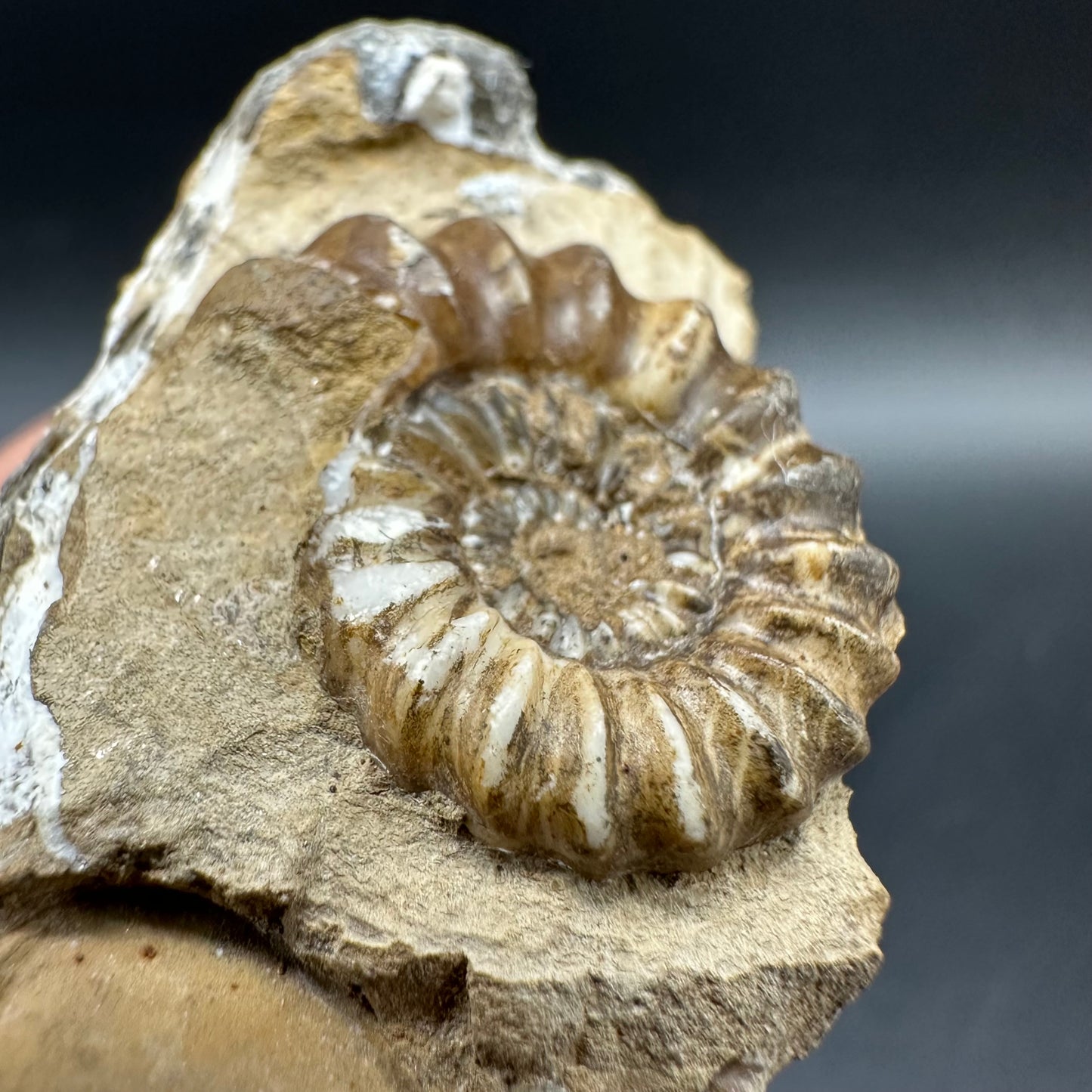Androgynoceras capricornus Ammonite Fossil With Box And Stand - Whitby, North Yorkshire Jurassic Coast Yorkshire Fossils