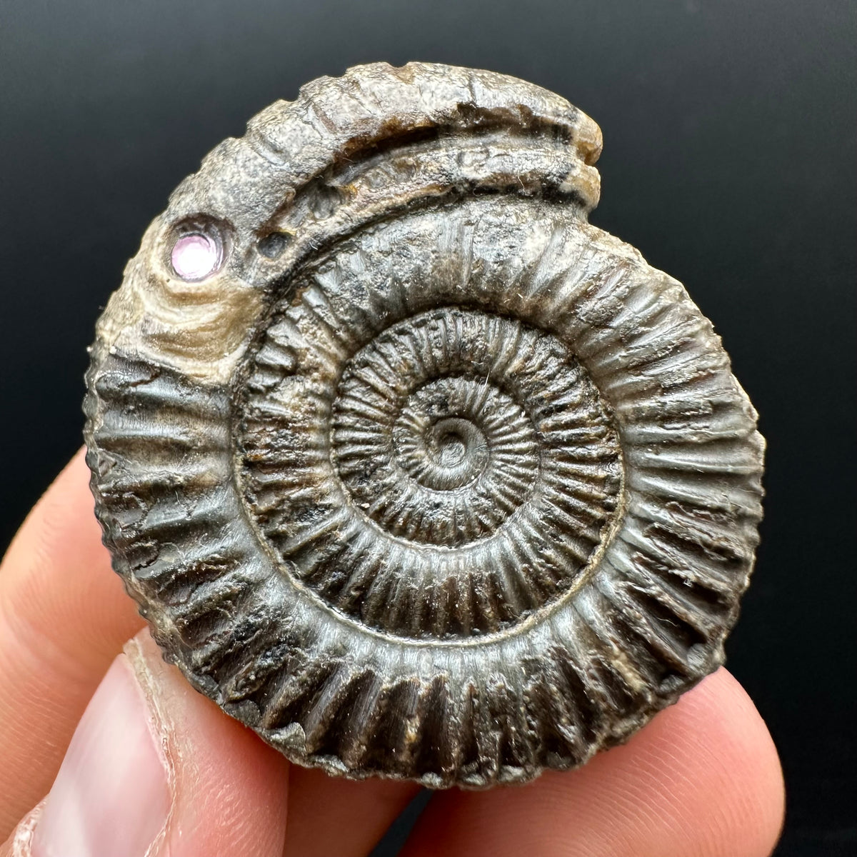Snakestone Ammonite Fossil With Bag/Box And Stand - Whitby, North Yorkshire Jurassic Coast Yorkshire Fossils