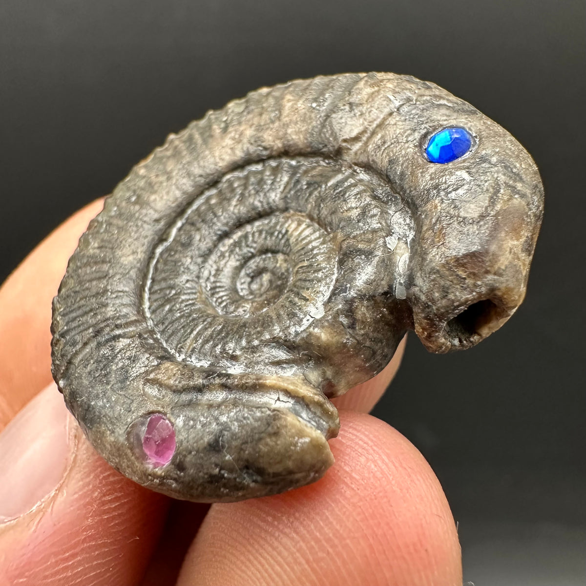 Hydra Snakestone Ammonite Fossil With Bag/Box And Stand - Whitby, North Yorkshire Jurassic Coast Yorkshire Fossils