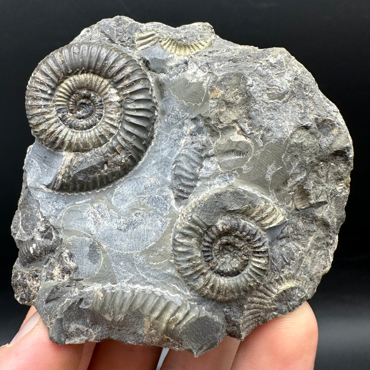 Gracile Multi-block Ammonite Fossil With Box And Stand - Whitby, North Yorkshire Jurassic Coast Yorkshire Fossils