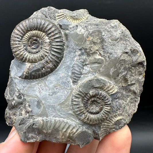 Gracile Multi-block Ammonite Fossil With Box And Stand - Whitby, North Yorkshire Jurassic Coast Yorkshire Fossils