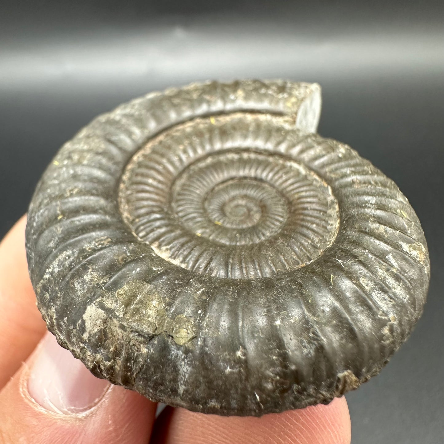 Matrix Free Dactylioceras Ammonite Fossil With Box And Stand - Whitby, North Yorkshire Jurassic Coast Yorkshire Fossils