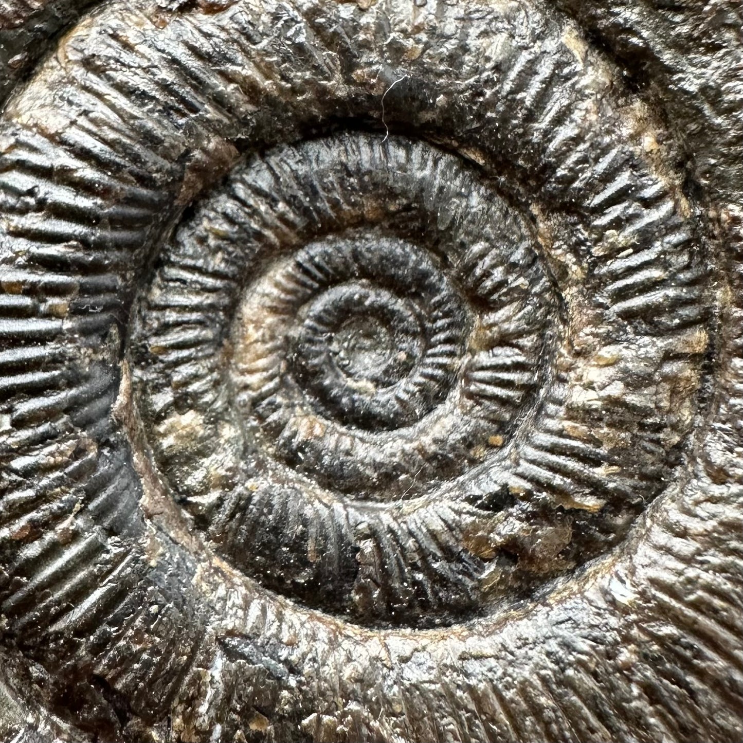 Dactylioceras tenuicostatum Ammonite fossil with box and stand - Whitby, North Yorkshire Jurassic Coast