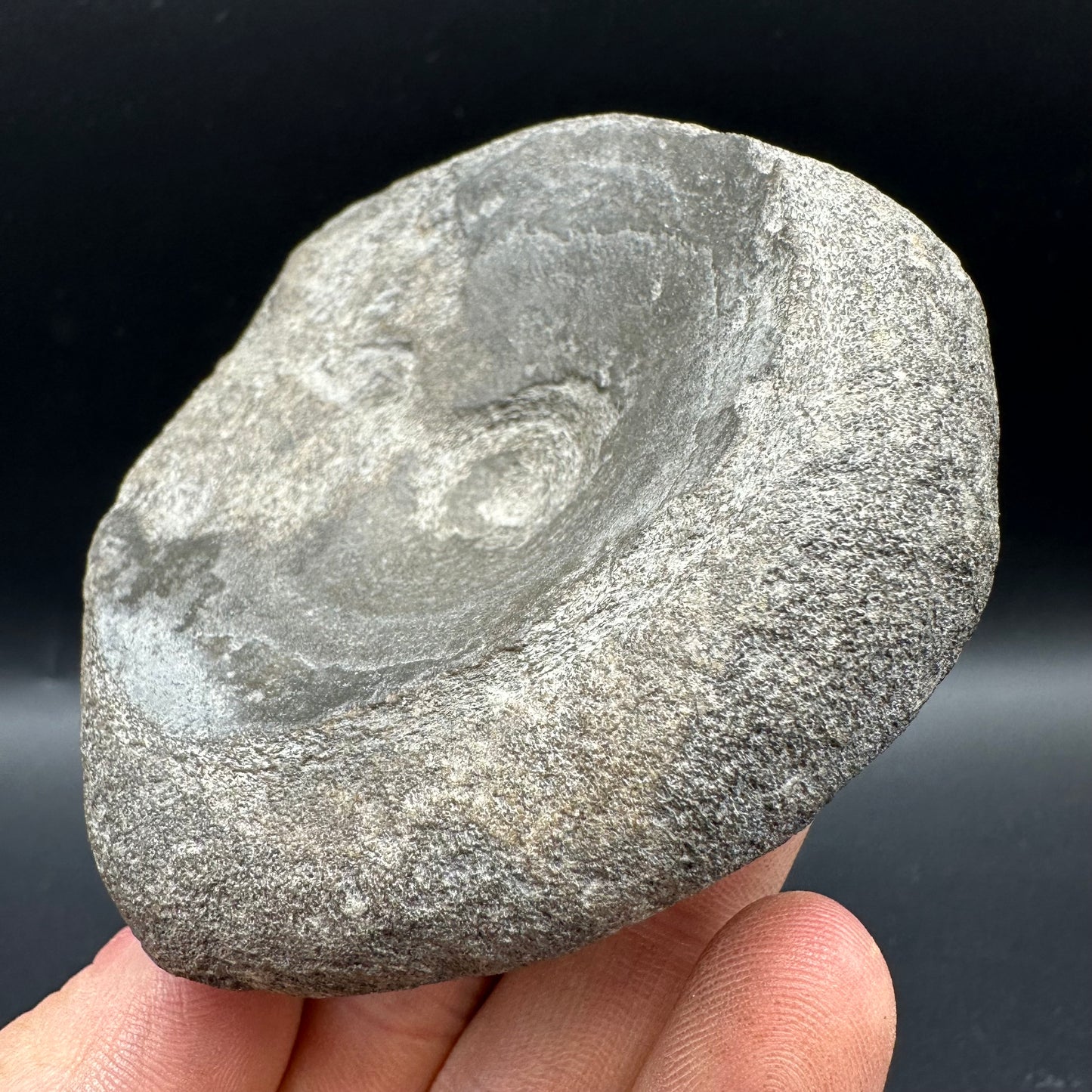 Ichthyosaur Vertebra fossil with box and stand - Whitby, North Yorkshire Jurassic Coast, Yorkshire fossils found on the Jurassic Coast