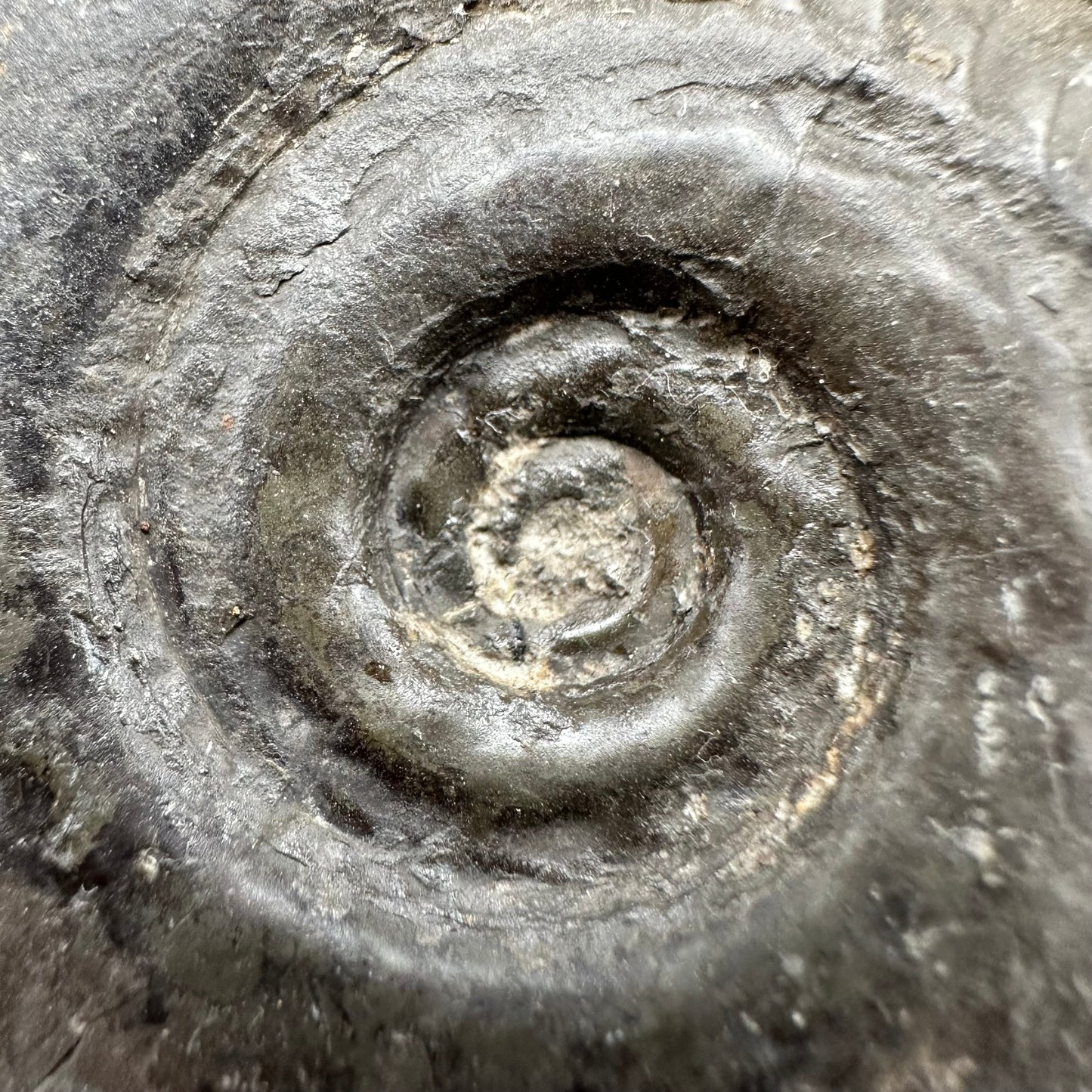 Hildoceras semipolitum Ammonite fossil with box and stand - Whitby, North Yorkshire Jurassic Coast, Yorkshire Fossils from the Jurassic Coast