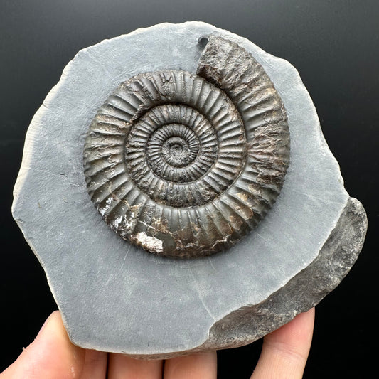 Dactylioceras Ammonite Fossil With Stand - Whitby, North Yorkshire Jurassic Coast Yorkshire Fossils