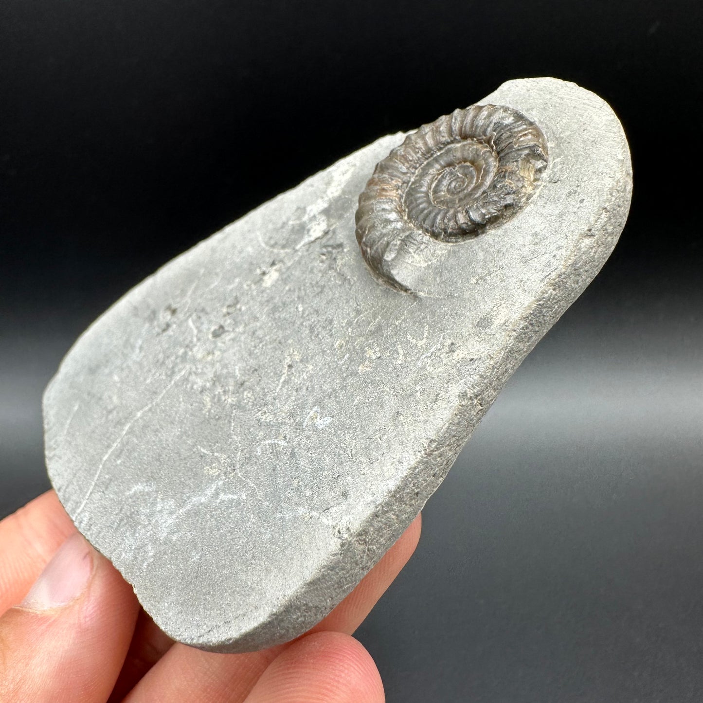 Arnioceras ammonite shell fossil with box and stand - Whitby, North Yorkshire Jurassic Coast Yorkshire Fossils