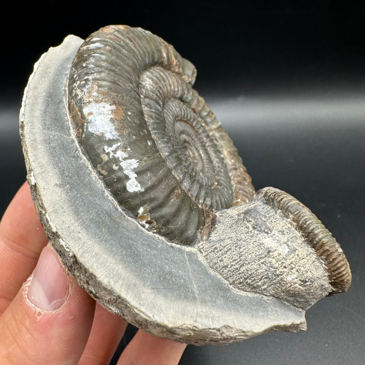 Dactylioceras Multi ammonite fossil with box and stand - Whitby, North Yorkshire Jurassic Coast, Yorkshire Fossils