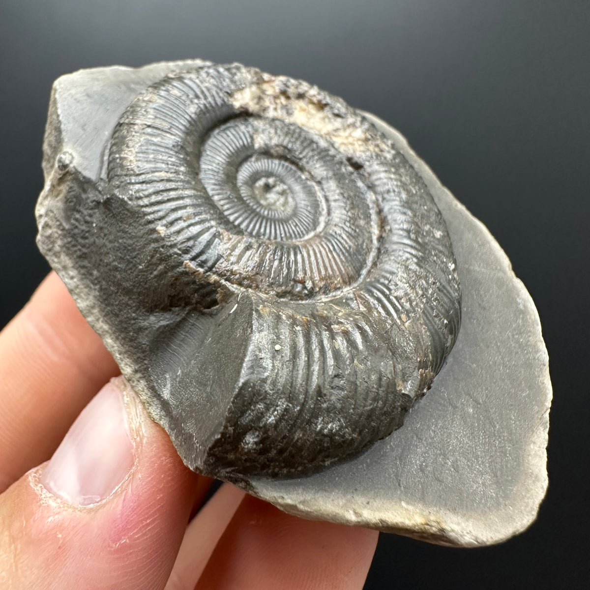 Dactylioceras Ammonite Fossil With box and Stand - Whitby, North Yorkshire Jurassic Coast Yorkshire Fossils