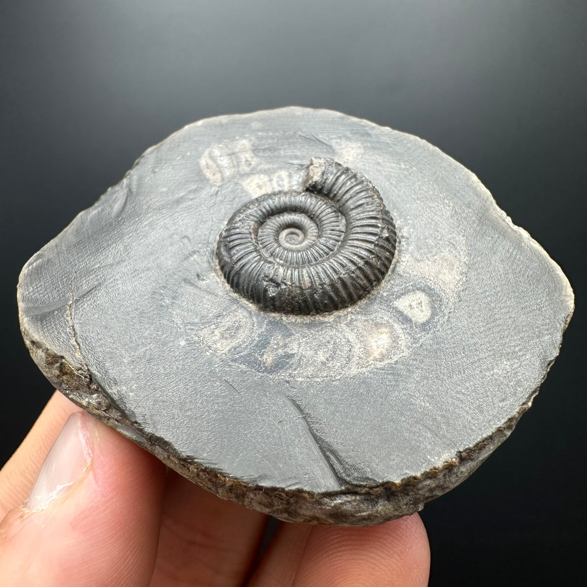 Dactylioceras Ammonite Fossil With box and Stand - Whitby, North Yorkshire Jurassic Coast Yorkshire Fossils