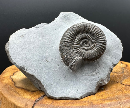 Zugodactylites ammonite fossil with box and stand - Whitby, North Yorkshire Jurassic Coast, Yorkshire fossils