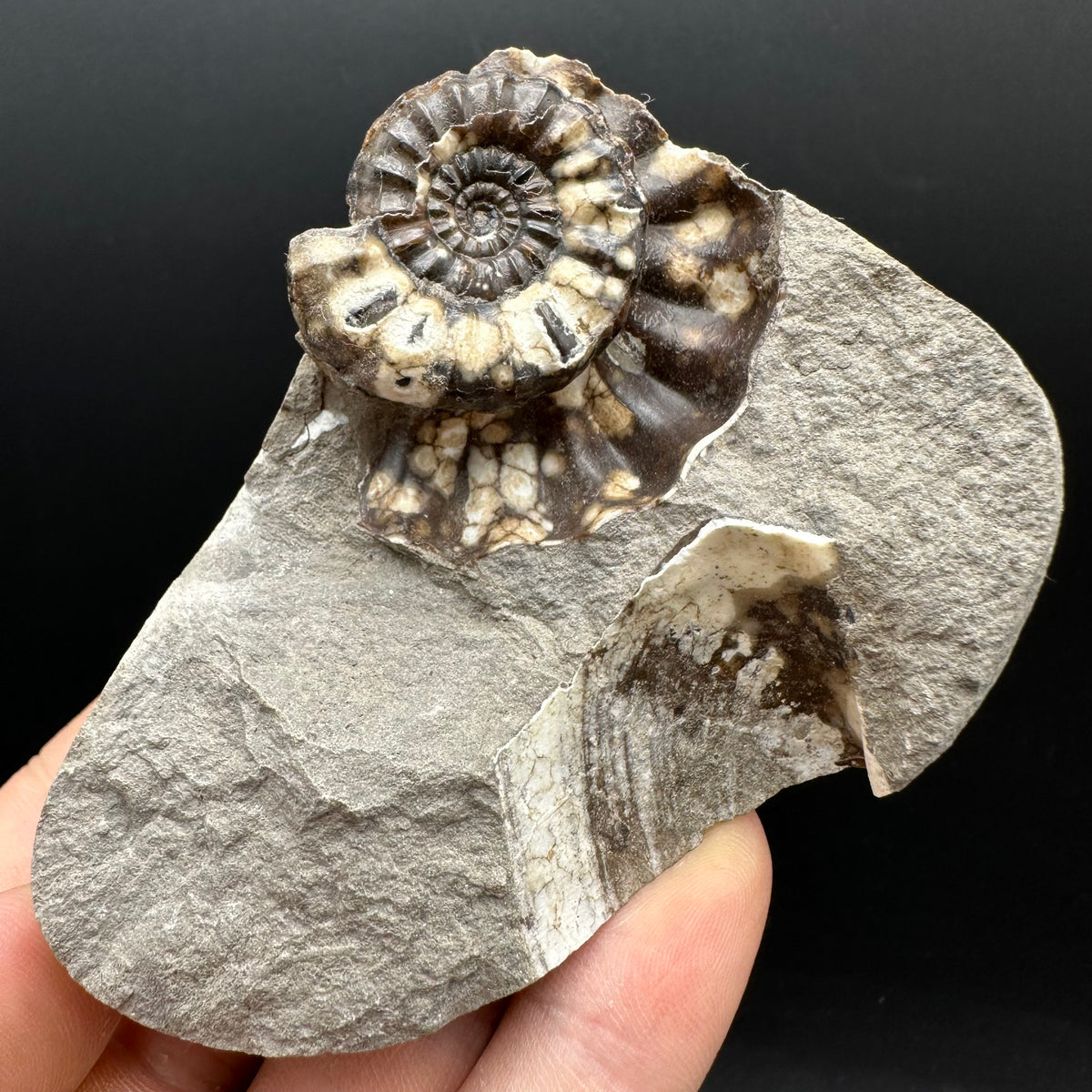 Androgynoceras maculatum ammonite fossil with box and stand - Whitby, North Yorkshire Jurassic Coast Yorkshire Fossils