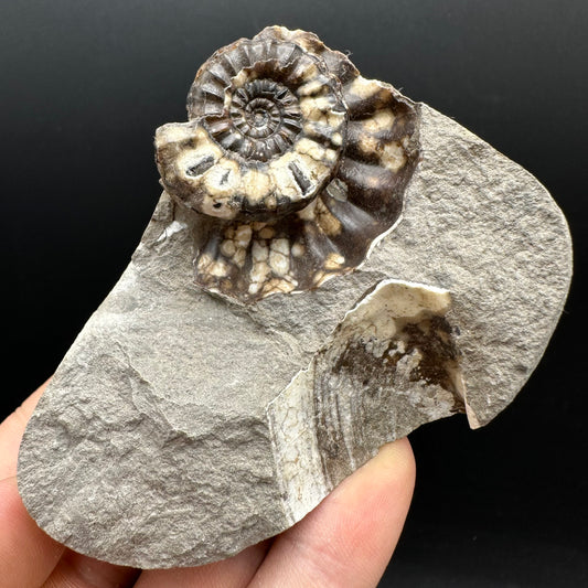 Androgynoceras maculatum ammonite fossil with box and stand - Whitby, North Yorkshire Jurassic Coast Yorkshire Fossils