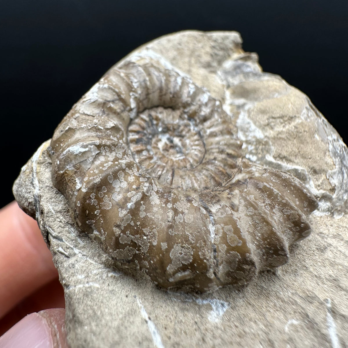 Androgynoceras capricornus Ammonite Fossil With Stand - Whitby, North Yorkshire Jurassic Coast Yorkshire Fossils