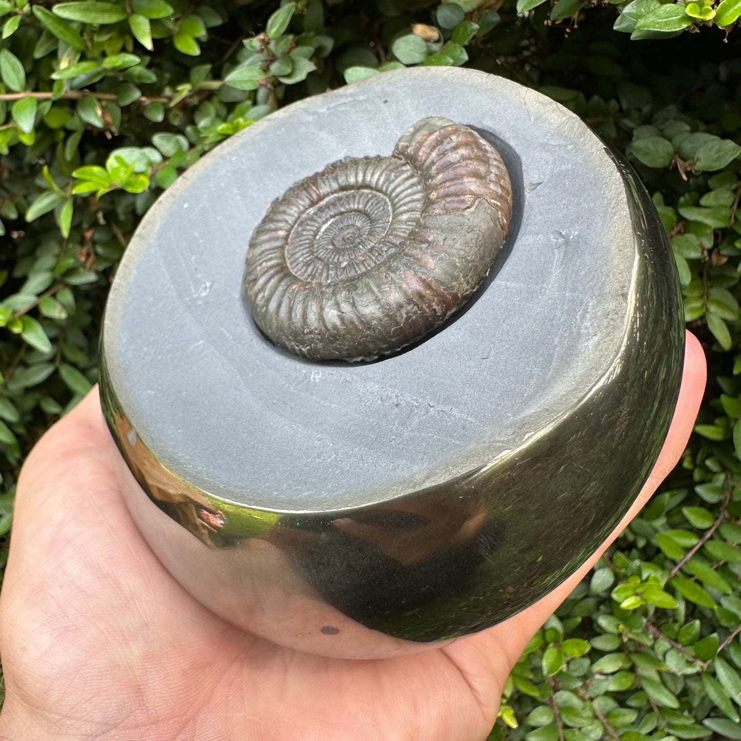 Golden Egg (IMPLANT) Ammonite fossil with stand - Whitby, North Yorkshire Jurassic Coast