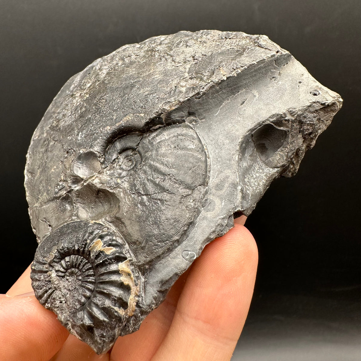Pleuroceras hawskerense / Amauroceras Ammonite fossil with box and stand - Whitby, North Yorkshire Jurassic Coast, Yorkshire fossils