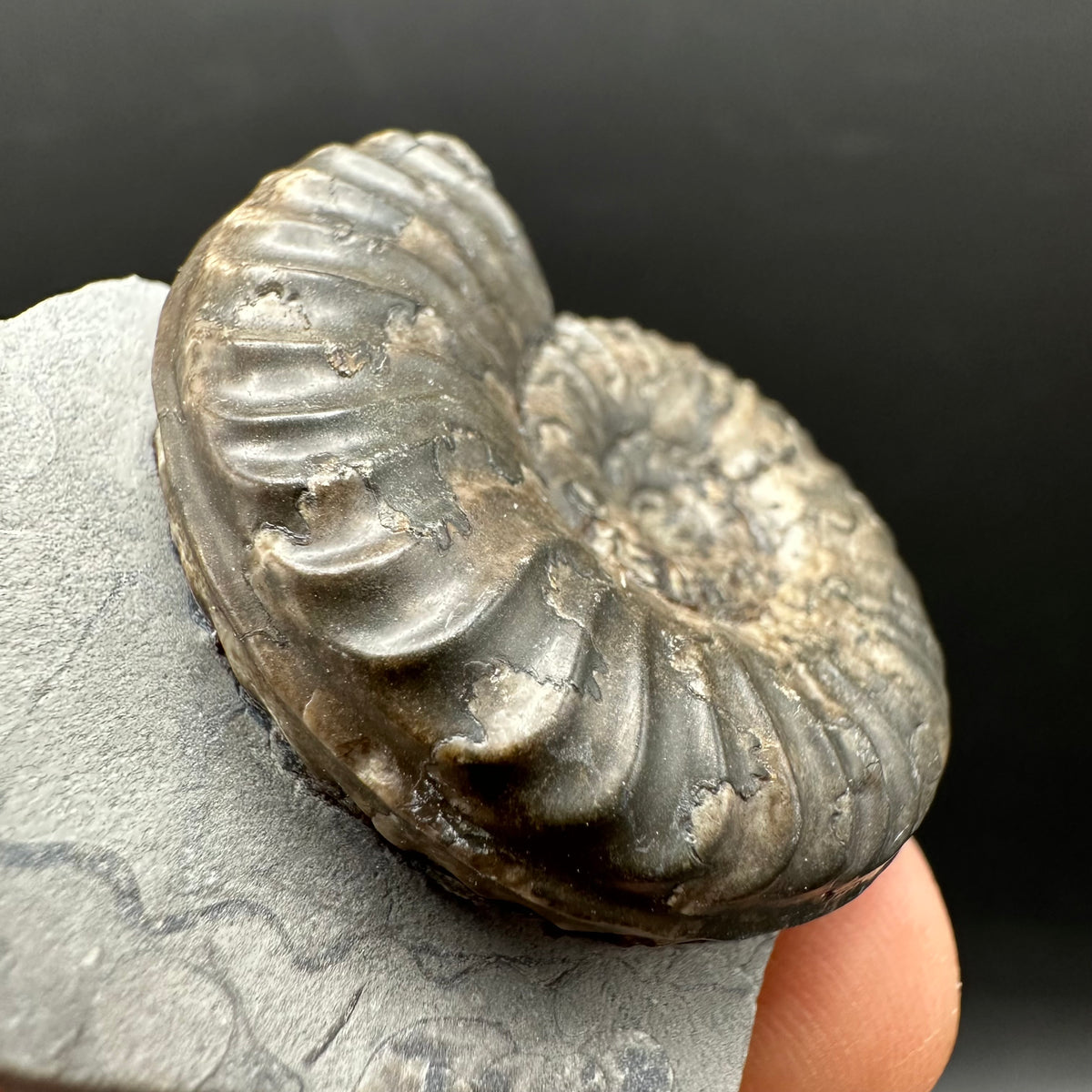 Grammoceras thoaurense Ammonite shell fossil with box and stand - Whitby, North Yorkshire, Yorkshire Fossils from the Jurassic Coast