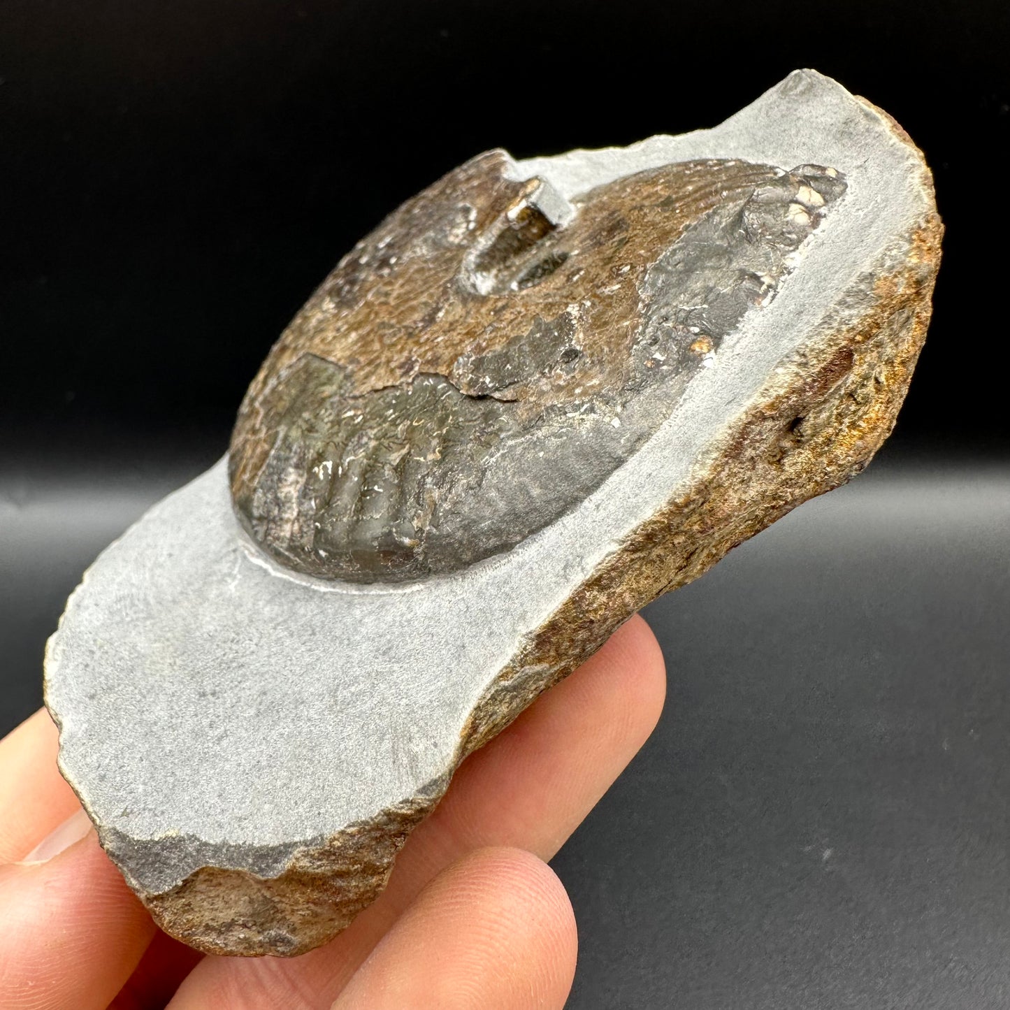 Pseudolioceras lythense Ammonite fossil with box and stand - Whitby, North Yorkshire, Yorkshire Fossils on the Jurassic Coast