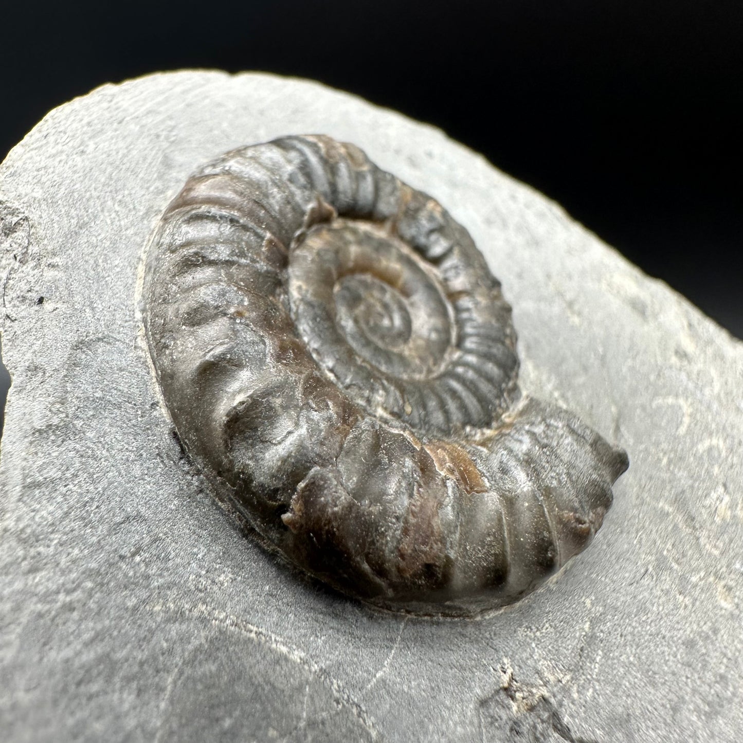 Arnioceras ammonite shell fossil with box and stand - Whitby, North Yorkshire Jurassic Coast Yorkshire Fossils