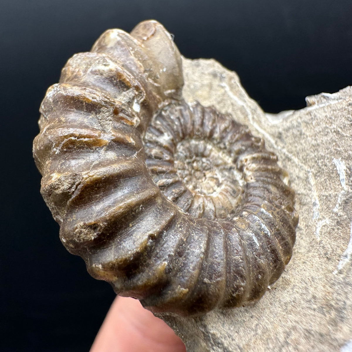 Androgynoceras capricornus Ammonite Fossil With Stand - Whitby, North Yorkshire Jurassic Coast Yorkshire Fossils