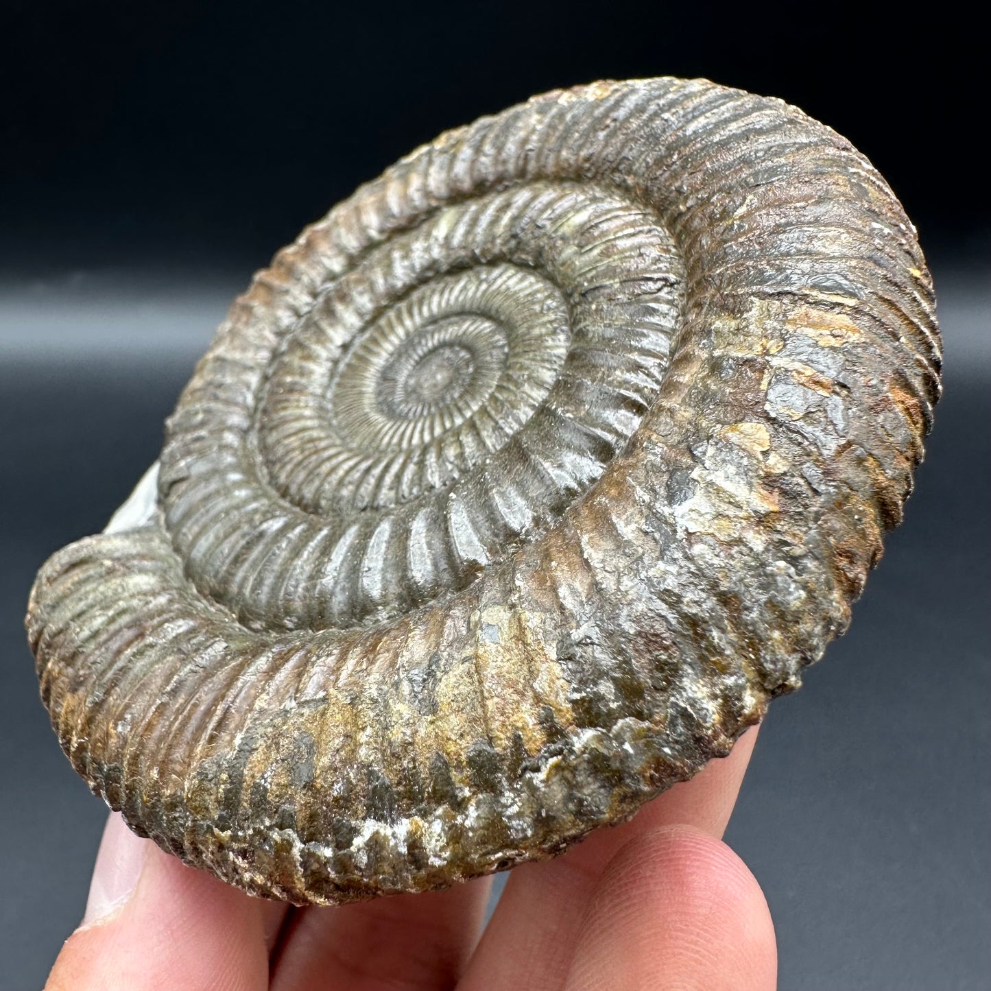 Dactylioceras Ammonite Fossil With Box And Stand - Whitby, North Yorkshire Jurassic Coast Yorkshire Fossils