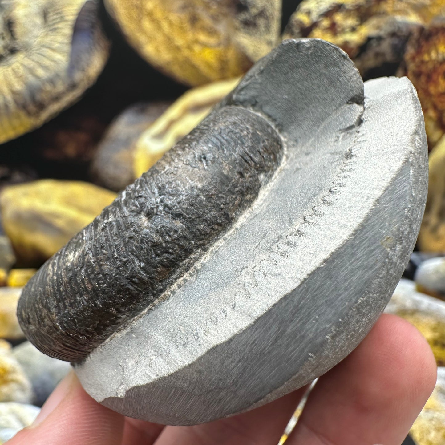 Dactylioceras tenuicostatum ammonite fossil - Whitby, North Yorkshire Jurassic Coast Yorkshire Fossils