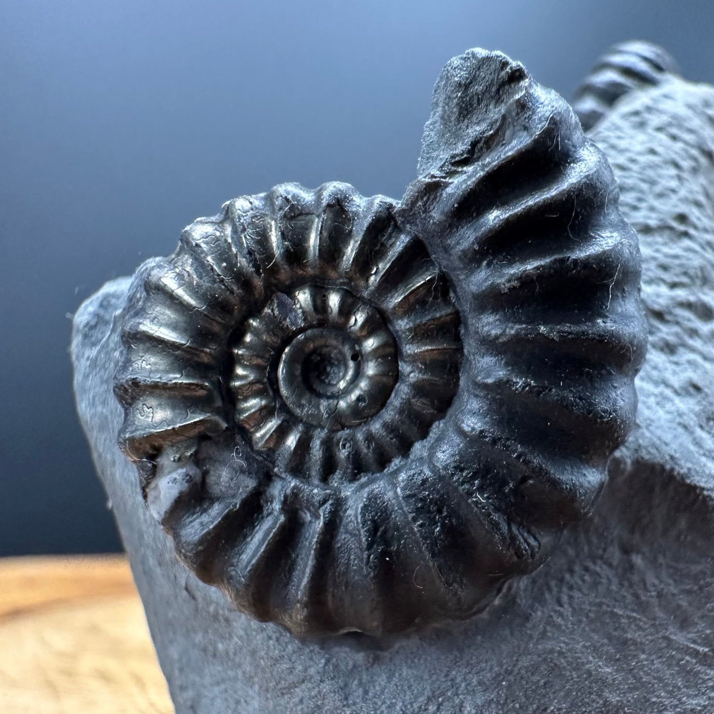 Promicroceras ammonite shell fossil with box and stand - Whitby, North Yorkshire Jurassic Coast Yorkshire Fossils