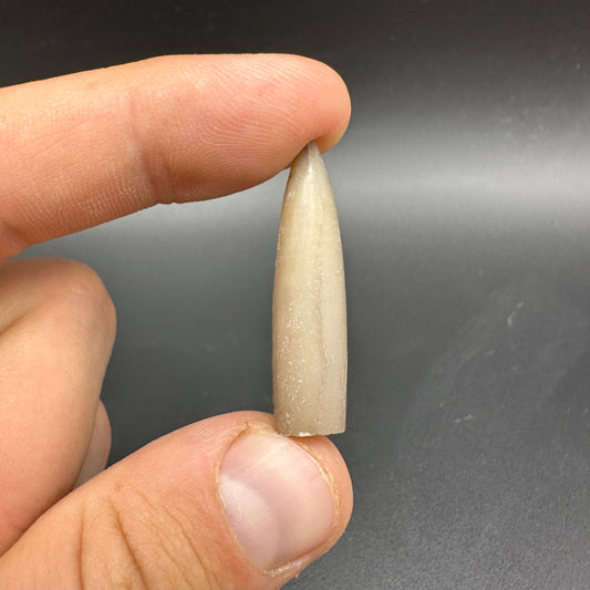 Belemnite (Fossil Squid) shell fossil - Whitby, North Yorkshire Jurassic Coast Yorkshire Fossils
