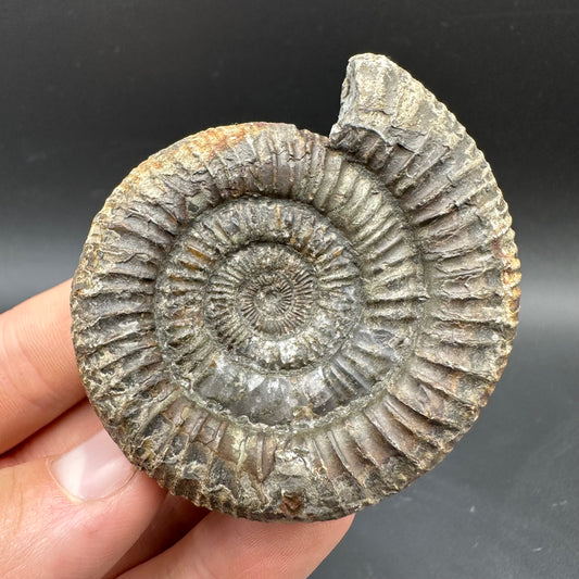 Dactylioceras Ammonite Fossil With box and Stand - Whitby, North Yorkshire Jurassic Coast Yorkshire Fossils