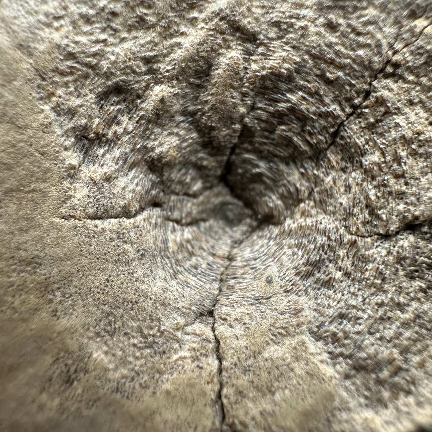 Ichthyosaur Vertebra fossil with box and stand - Whitby, North Yorkshire Jurassic Coast, Yorkshire fossils found on the Jurassic Coast