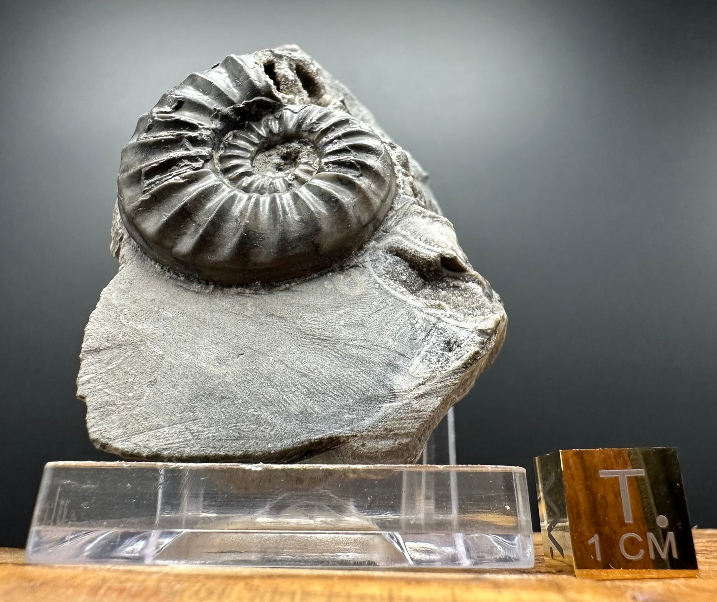 Asteroceras Ammonite fossil with box and stand - Whitby, North Yorkshire Jurassic Coast Yorkshire Fossils