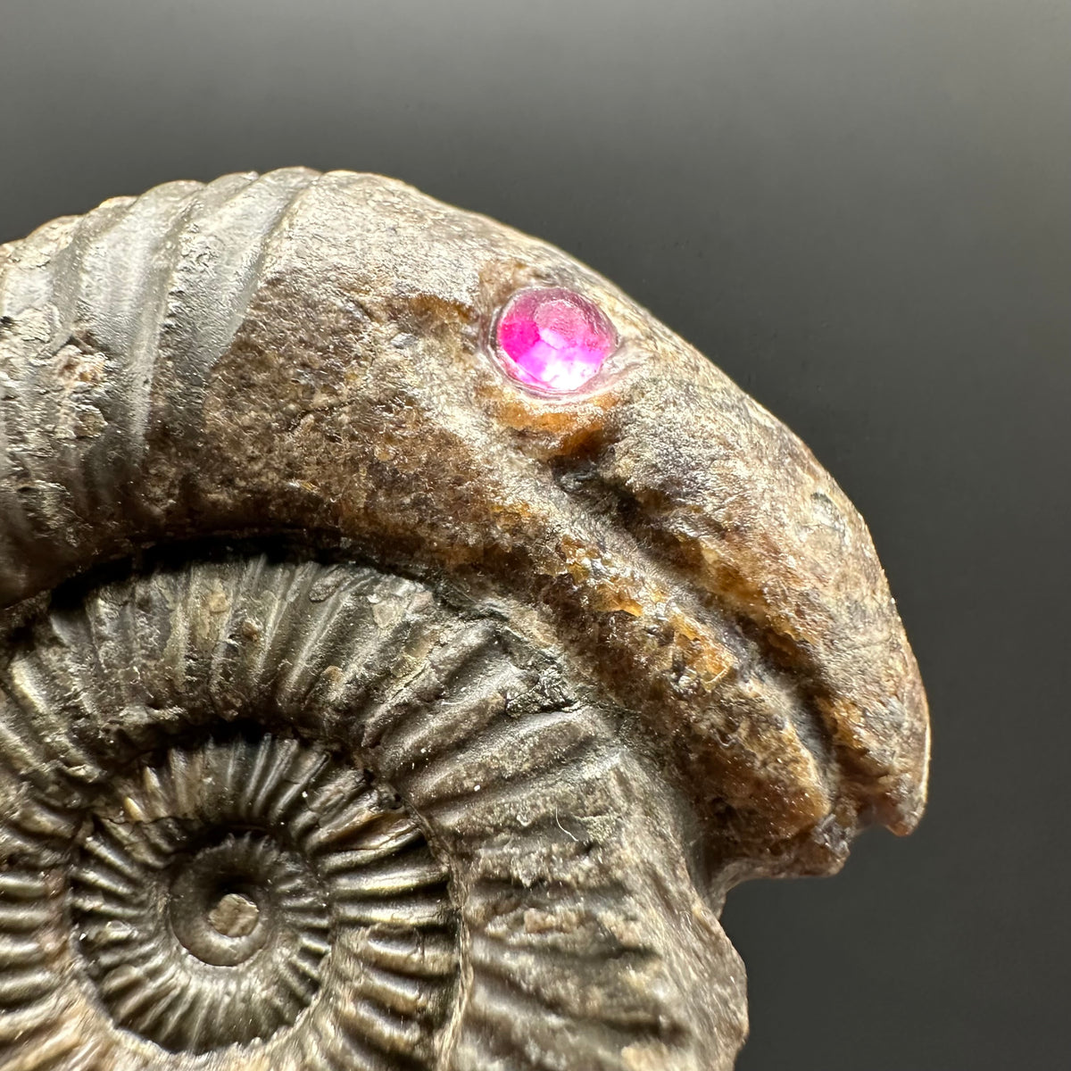 Snakestone Ammonite Fossil With Bag/Box And Stand - Whitby, North Yorkshire Jurassic Coast Yorkshire Fossils