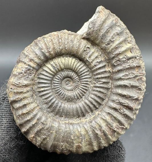 Dactylioceras Ammonite Fossil With Box And Stand - Whitby, North Yorkshire Jurassic Coast Yorkshire Fossils