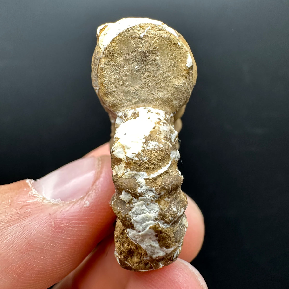 Androgynoceras capricornus Ammonite Fossil With Stand - Whitby, North Yorkshire Jurassic Coast Yorkshire Fossils
