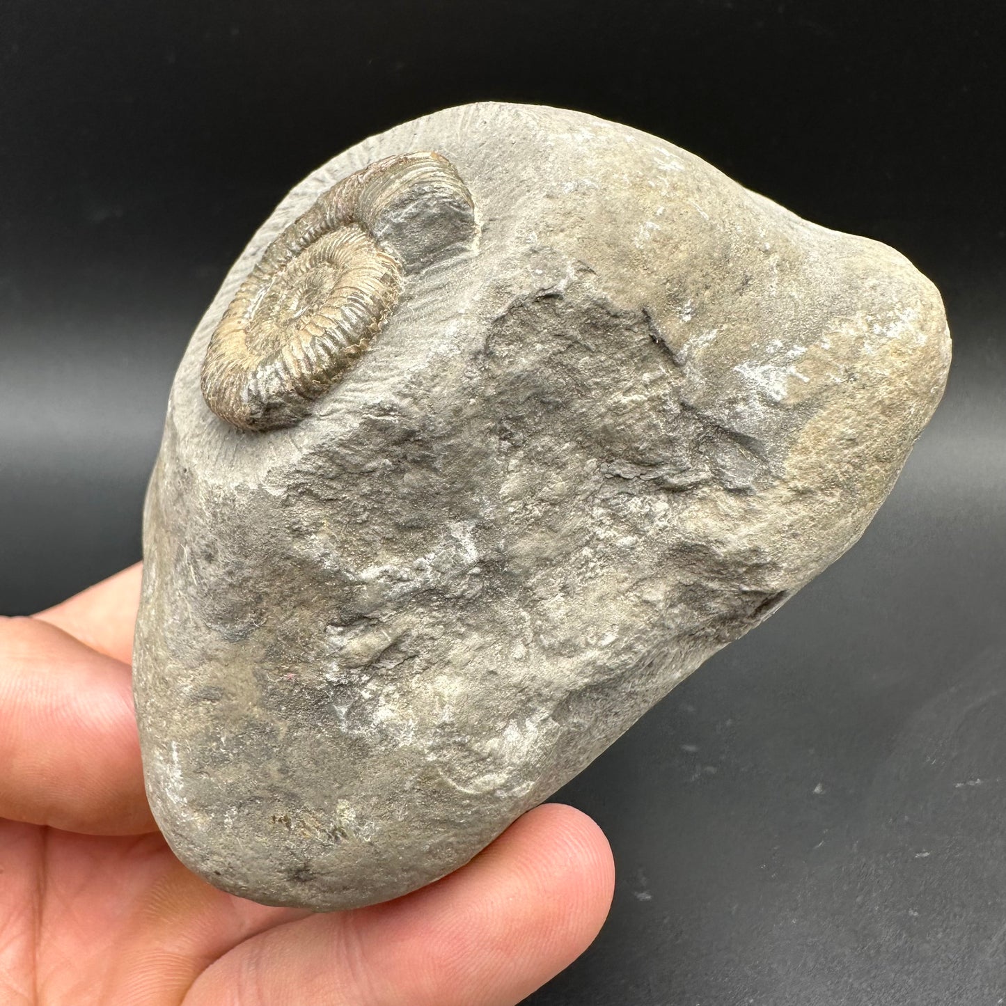 Dactylioceras Ammonite Fossil With box and Stand - Whitby, North Yorkshire Jurassic Coast Yorkshire Fossils