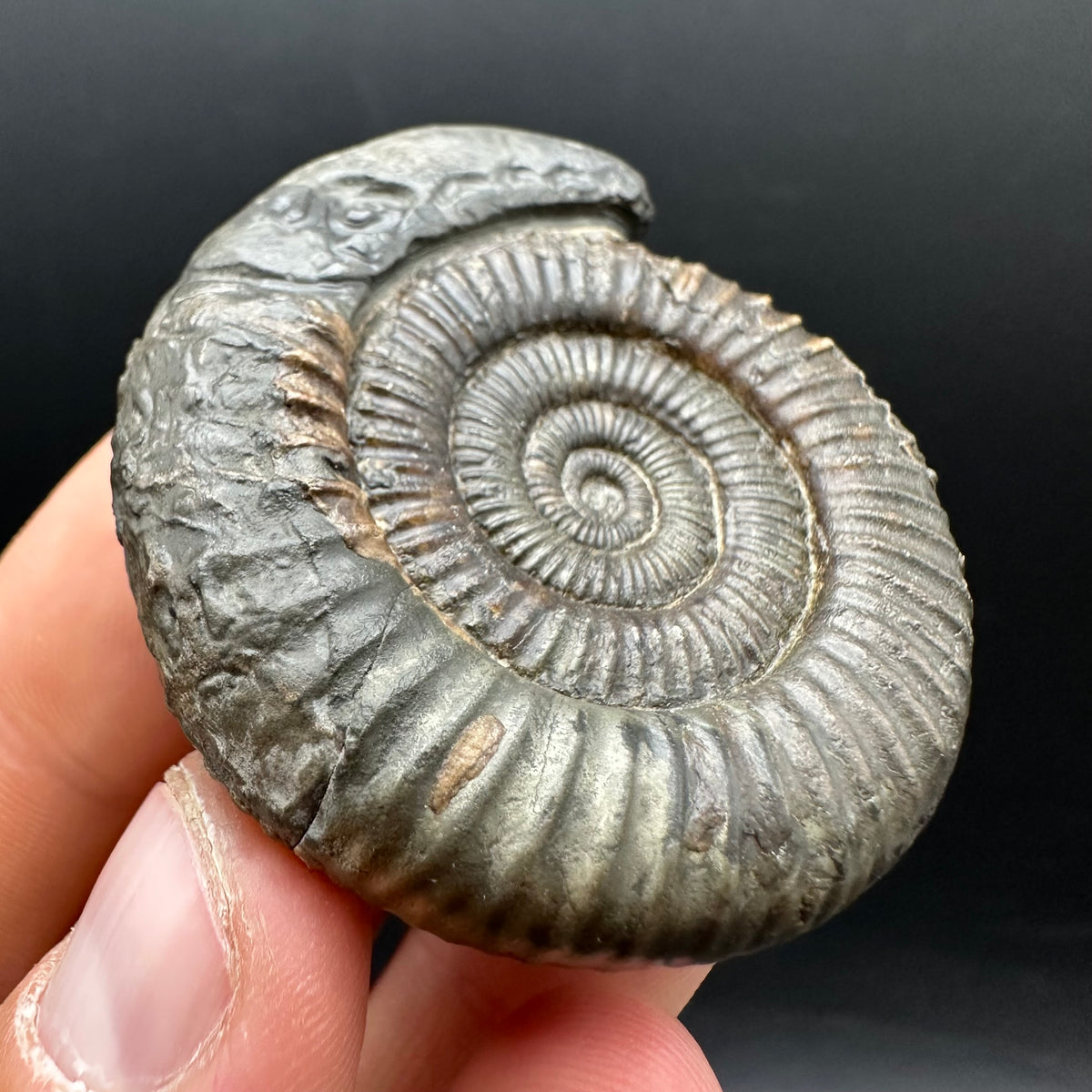 Snakestone Ammonite Fossil With Bag/Box And Stand - Whitby, North Yorkshire Jurassic Coast Yorkshire Fossils