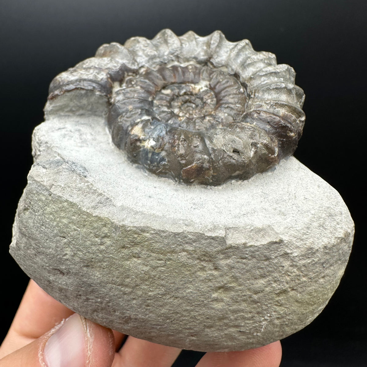Androgynoceras maculatum ammonite fossil with box and stand - Whitby, North Yorkshire Jurassic Coast Yorkshire Fossils