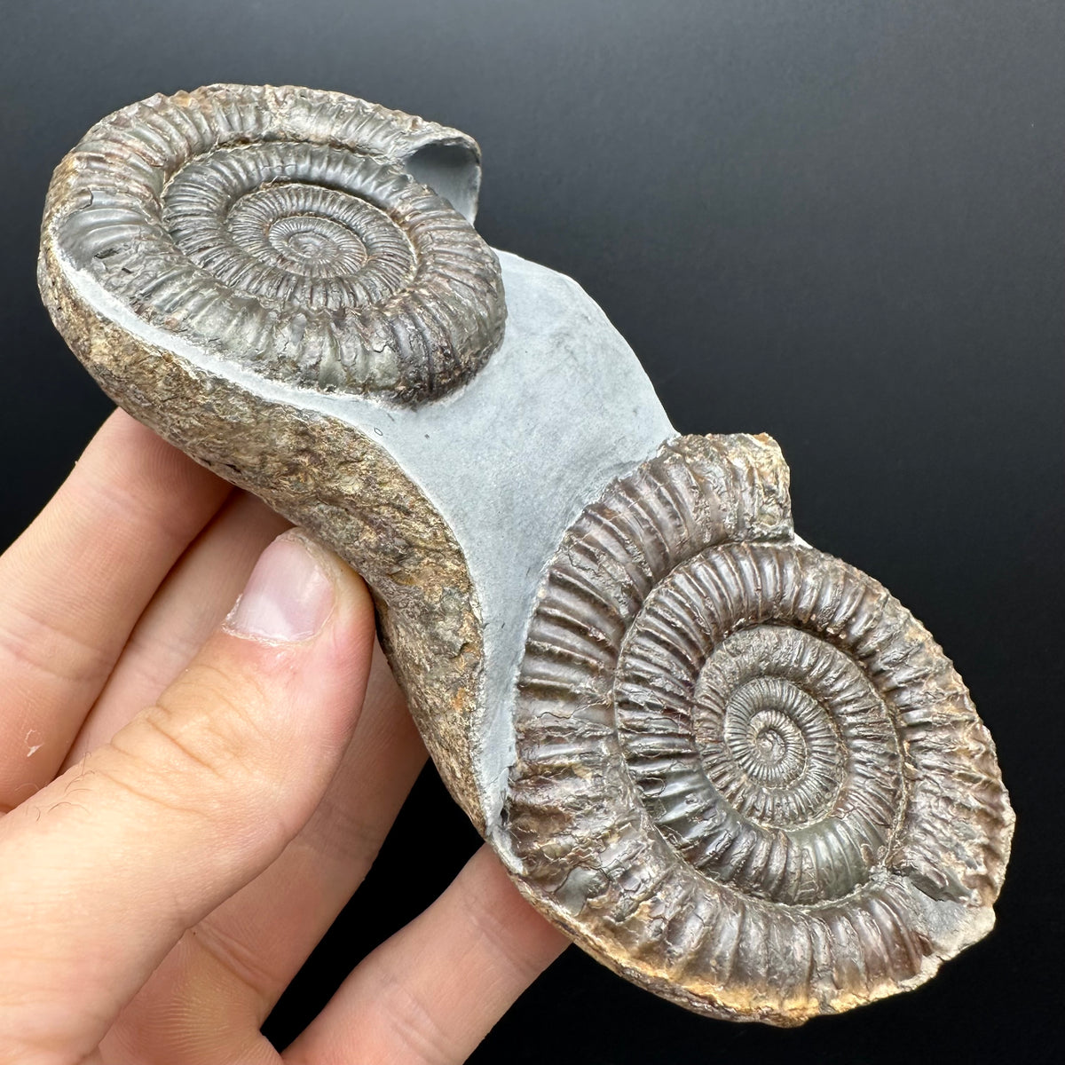 Dactylioceras Ammonite Fossil With Stand - Whitby, North Yorkshire Jurassic Coast Yorkshire Fossils
