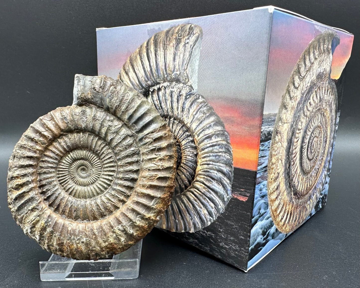 Dactylioceras Ammonite Fossil With Box And Stand - Whitby, North Yorkshire Jurassic Coast Yorkshire Fossils