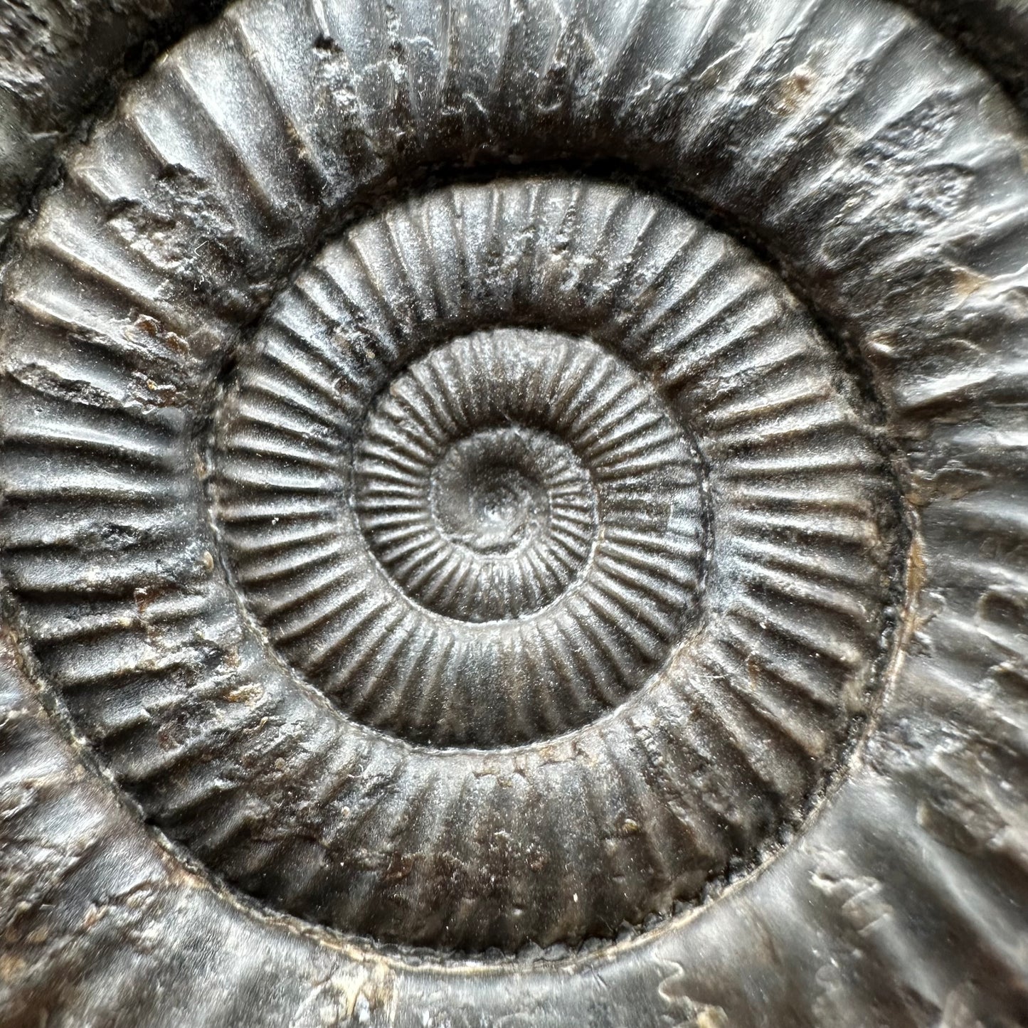 Dactylioceras Ammonite Fossil With box and Stand - Whitby, North Yorkshire Jurassic Coast Yorkshire Fossils
