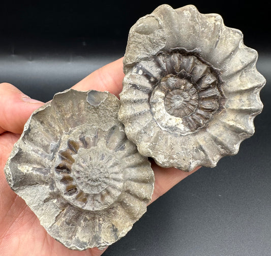Androgynoceras maculatum ammonite fossil with box and stand - Whitby, North Yorkshire Jurassic Coast Yorkshire Fossils